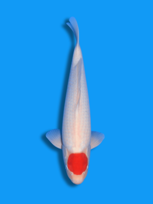 Tancho Kohaku | Koi&Co.